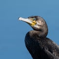 Ckose up of a Common Cormorant showing its yellow markings and green eye at Home Park