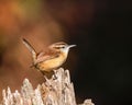 Ckoseup shot of a sweet Carolina wren bird perched on the wood on an isolated background Royalty Free Stock Photo