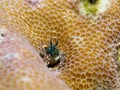 Clab inside Honeycomb coral