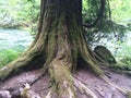 Clackamas River Redwood Royalty Free Stock Photo