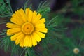 Cladanthus Arabicus Yellow Flower Closeup Royalty Free Stock Photo