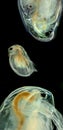 Cladocera - daphnia Royalty Free Stock Photo