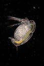 The Cladocera are an order of small crustaceans commonly called water fleas. Royalty Free Stock Photo