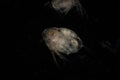 The Cladocera are an order of small crustaceans commonly called water fleas. Royalty Free Stock Photo