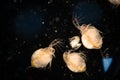 The Cladocera are an order of small crustaceans commonly called water fleas. Royalty Free Stock Photo