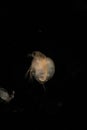 The Cladocera are an order of small crustaceans commonly called water fleas. Royalty Free Stock Photo