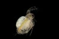 The Cladocera are an order of small crustaceans commonly called water fleas. Royalty Free Stock Photo