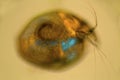 Cladoceran amphipod, a microscopic crustacean in pond water, with polarization Royalty Free Stock Photo