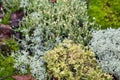 Cladonia arbuscula shrubby cup lichen , Cetraria islandica, true Iceland lichen and moss Royalty Free Stock Photo