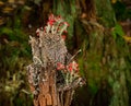 Cladonia cristatella or British Soldiers Lichen or algae