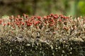 Cladonia cristatella or British Soldiers Lichen Royalty Free Stock Photo