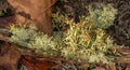 Cladonia cristatella, commonly known as the British soldiers lichen, is a fruticose lichen belonging to the family Cladoniaceae