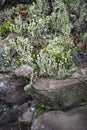 Cladonia fimbriata in the Scottish highlands.