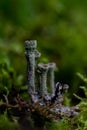 Cladonia fimbriata is a species of lichen belonging to the family Cladoniaceae