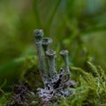 Cladonia fimbriata is a species of lichen belonging to the family Cladoniaceae