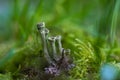 Cladonia fimbriata is a species of lichen belonging to the family Cladoniaceae