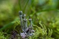 Cladonia fimbriata is a species of lichen belonging to the family Cladoniaceae