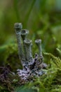 Cladonia fimbriata is a species of lichen belonging to the family Cladoniaceae