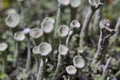 Cladonia fimbriata or the trumpet cup lichen is a species cup lichen belonging to the family Cladoniaceae.