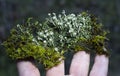 Cladonia fimbriata or the trumpet cup lichen is a species cup lichen belonging to the family Cladoniaceae