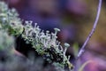 Cladonia fimbriata wild trumpeting pixie lichen fungi macro,