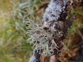 Cladonia lichen on the branch in bohemian forest Royalty Free Stock Photo