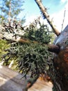 Cladonia lichen on the branch in bohemian forest Royalty Free Stock Photo