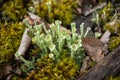 Cladonia, lichen close-up Royalty Free Stock Photo