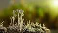 Cladonia lichen in forest, horizontal Royalty Free Stock Photo