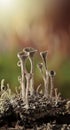 Cladonia lichen in forest, vertical Royalty Free Stock Photo