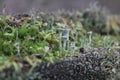 Cladonia lichen in the mossy world Royalty Free Stock Photo