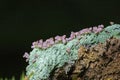 Cladonia peziziformis or the turban cup lichen is a species of cup lichen in the family Cladoniaceae Royalty Free Stock Photo
