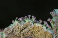 Cladonia peziziformis or the turban cup lichen is a species of cup lichen in the family Cladoniaceae