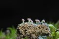 Cladonia peziziformis or the turban cup lichen is a species of cup lichen in the family Cladoniaceae Royalty Free Stock Photo