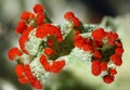 Cladonia pleurota lichen in Connecticut. Royalty Free Stock Photo