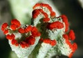 Cladonia pleurote, the British soldier lichen in Connecticut, with red apothecia. Royalty Free Stock Photo