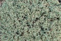 Cladonia portentosa lichen macro