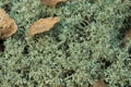 Cladonia portentosa lichen macro Royalty Free Stock Photo