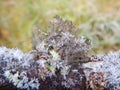 Cladonia lichen on the branch in bohemian forest Royalty Free Stock Photo