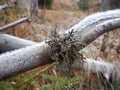 Cladonia lichen on the branch in bohemian forest