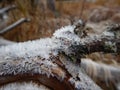 Cladonia lichen on the branch in bohemian forest Royalty Free Stock Photo