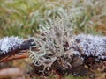 Cladonia lichen on the branch in bohemian forest Royalty Free Stock Photo