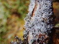 Cladonia lichen on the branch in bohemian forest Royalty Free Stock Photo