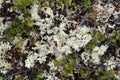 Cladonia rangiferina Royalty Free Stock Photo