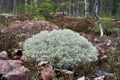 Cladonia rangiferina on the forest floor Royalty Free Stock Photo