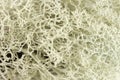 Cladonia rangiferina pattern. Reindeer lichen texture background Royalty Free Stock Photo