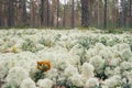 Cladonia rangiferina or reindeer lichen Royalty Free Stock Photo