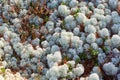 Cladonia Stellaris lichen on the ground Royalty Free Stock Photo