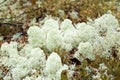 Cladonia stellaris lichen Royalty Free Stock Photo