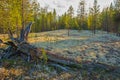 Cladonia stellaris in the polar forest. Yamal Royalty Free Stock Photo